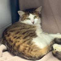 FIFI, chatte à adopter