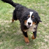 Mushu CAA14711, chien à adopter