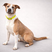 DOUMBE, chien à adopter