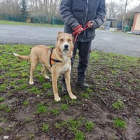 LUCKY, chien à adopter