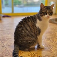 Fiesta, chatte à adopter