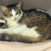 PUCCA, chatte à adopter