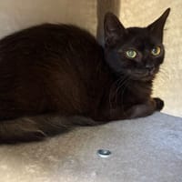 SIA, chatte à adopter