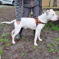 THALES, chien à adopter