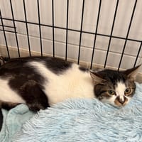 RALLEUR, chat à adopter