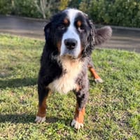 Rose CAA14710, chienne à adopter