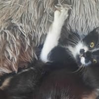 Moufette [Chaton], chatte à adopter