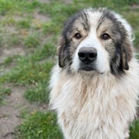 Rider CAA14713, chien à adopter