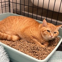 CARAMEL, chat à adopter