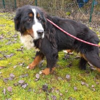 VOLVIC, chienne à adopter