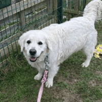 Spyke PAA24087, chien à adopter