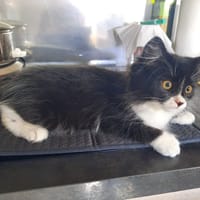 Scarlette [Chaton], chatte à adopter