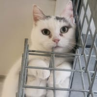 Perle, chatte à adopter