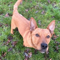 CASSOULET PAA24065, chien à adopter