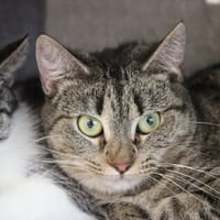 Yumi, chatte à adopter