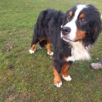 BOTOX, chien à adopter