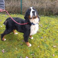 VOLGA, chienne à adopter