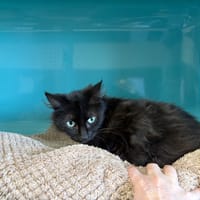 MIMI, chatte à adopter