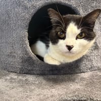ADOLPHO, chat à adopter