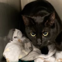 Nana, chatte à adopter