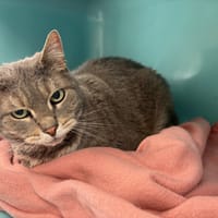 MEOW, chat à adopter