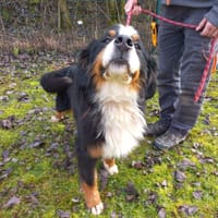 BASKET, chienne à adopter