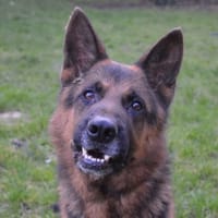 NYSON CHAO, chien à adopter