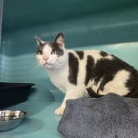 BLUE, chat à adopter