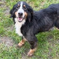 Hermione CAA14709, chienne à adopter