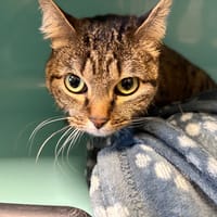 KITTY, chatte à adopter