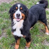 Irine CAA14712, chienne à adopter