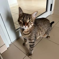 PINOCCHIO, chat à adopter