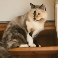 gabrielle, chatte à adopter