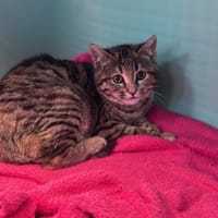 TEQUILA, chatte à adopter