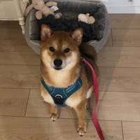 ULYSSE, chien à adopter