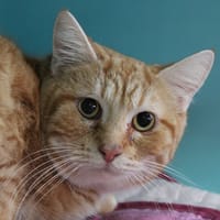 Ptit Crabe, chat à adopter