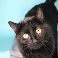 Clochet, chat à adopter