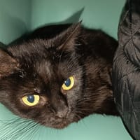 NIFFTY C, chatte à adopter