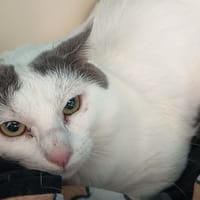 MORNINGSTAR C, chat à adopter