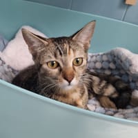 BIANCA, chatte à adopter