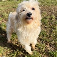 NEIGE, chienne à adopter