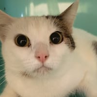 MIMZY C, chatte à adopter