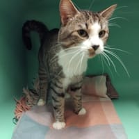 OSCO PAB28522, chat à adopter