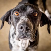 Beethoven, chien à adopter