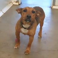 OSCAR QCN, chien à adopter