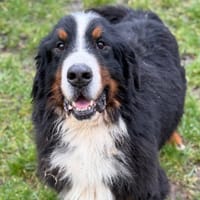 Angel CAA14716, chien à adopter