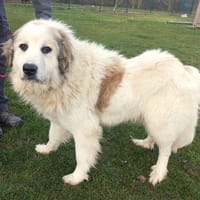 BRONX, chienne à adopter