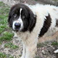 Darling CAA14708, chienne à adopter