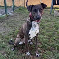 VIKY, chienne à adopter