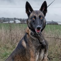 Tanos, chien à adopter